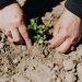 crop photo of person planting seedling in garden soil